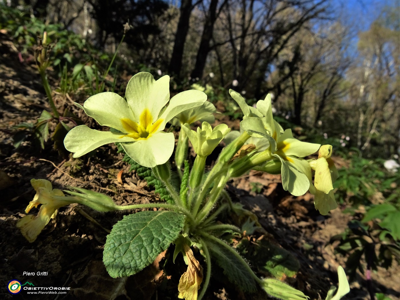 25 Primule gialle (Primula vulgaris) con castagni sullo sfondo.JPG